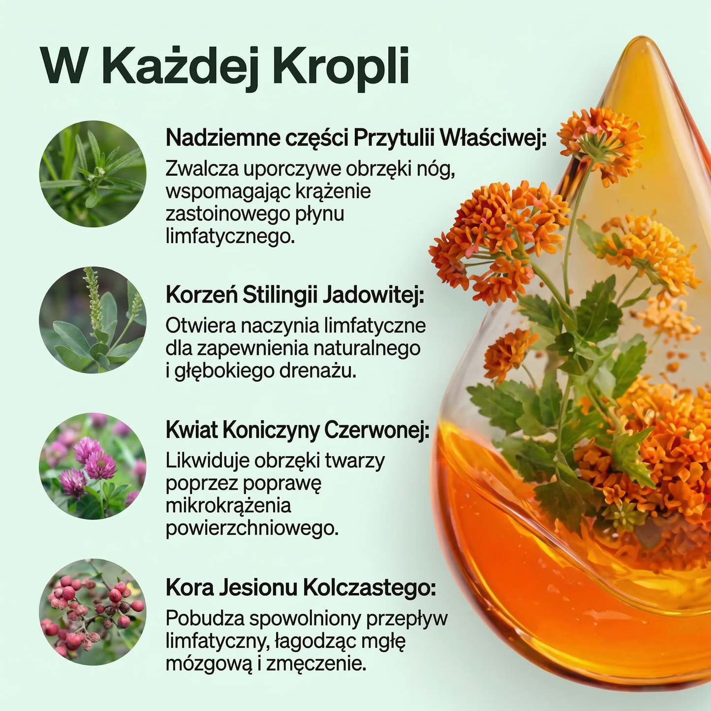 Luzyna – Drenaż Limfatyczny